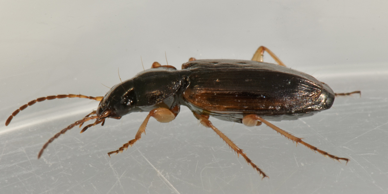 Carabidae: Olisthopus glabricollis & fuscatus?